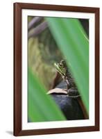 Bullfrog among Grass-Gary Carter-Framed Photographic Print