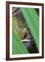 Bullfrog among Grass-Gary Carter-Framed Photographic Print