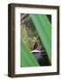 Bullfrog among Grass-Gary Carter-Framed Photographic Print