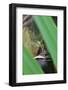 Bullfrog among Grass-Gary Carter-Framed Photographic Print