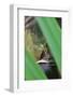 Bullfrog among Grass-Gary Carter-Framed Photographic Print