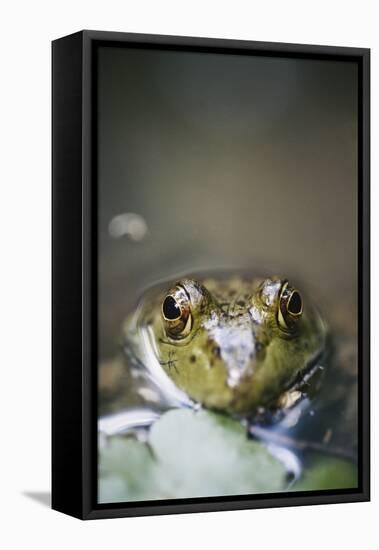 Bullfrog, Close-Up-David R. Frazier-Framed Stretched Canvas