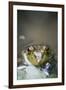 Bullfrog, Close-Up-David R. Frazier-Framed Photographic Print