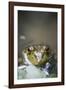 Bullfrog, Close-Up-David R. Frazier-Framed Photographic Print