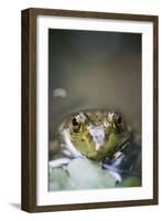 Bullfrog, Close-Up-David R. Frazier-Framed Photographic Print