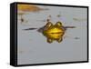 Bullfrog in Pond in Golden Evening Light-W. Perry Conway-Framed Stretched Canvas