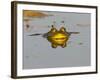 Bullfrog in Pond in Golden Evening Light-W. Perry Conway-Framed Photographic Print