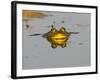 Bullfrog in Pond in Golden Evening Light-W. Perry Conway-Framed Photographic Print