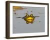 Bullfrog in Pond in Golden Evening Light-W. Perry Conway-Framed Photographic Print