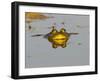 Bullfrog in Pond in Golden Evening Light-W. Perry Conway-Framed Photographic Print