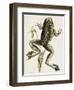 Bullfrog Natural History of Carolina, Florida and Bahamas-Mark Catesby-Framed Giclee Print