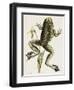 Bullfrog Natural History of Carolina, Florida and Bahamas-Mark Catesby-Framed Giclee Print