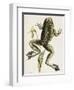 Bullfrog Natural History of Carolina, Florida and Bahamas-Mark Catesby-Framed Giclee Print