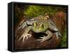 Bullfrog on Log-Maresa Pryor-Framed Stretched Canvas