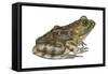 Bullfrog (Rana Catesbeiana), Amphibians-Encyclopaedia Britannica-Framed Stretched Canvas