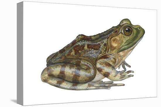 Bullfrog (Rana Catesbeiana), Amphibians-Encyclopaedia Britannica-Stretched Canvas