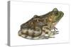 Bullfrog (Rana Catesbeiana), Amphibians-Encyclopaedia Britannica-Stretched Canvas