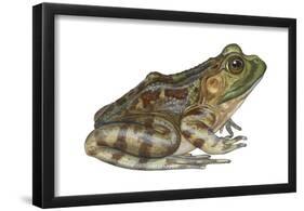 Bullfrog (Rana Catesbeiana), Amphibians-Encyclopaedia Britannica-Framed Poster