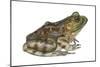 Bullfrog (Rana Catesbeiana), Amphibians-Encyclopaedia Britannica-Mounted Poster