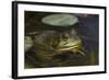 Bullfrog-Lynn M^ Stone-Framed Photographic Print