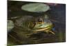 Bullfrog-Lynn M^ Stone-Mounted Photographic Print