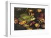 Bullfrog-Lynn M^ Stone-Framed Photographic Print