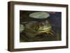 Bullfrog-Lynn M^ Stone-Framed Photographic Print