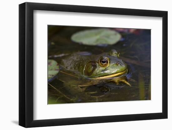 Bullfrog-Lynn M^ Stone-Framed Photographic Print