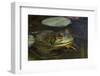 Bullfrog-Lynn M^ Stone-Framed Photographic Print