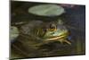 Bullfrog-Lynn M^ Stone-Mounted Photographic Print