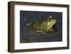 Bullfrog-Lynn M^ Stone-Framed Photographic Print