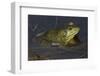 Bullfrog-Lynn M^ Stone-Framed Photographic Print