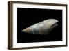 Bullia Sendersi-Paul Starosta-Framed Photographic Print