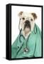 Bullin Vets Scrubs Wearing Glasses and Stethoscope-null-Framed Stretched Canvas