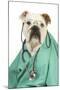 Bullin Vets Scrubs Wearing Glasses and Stethoscope-null-Mounted Photographic Print