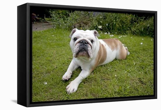 BullLaying in Garden-null-Framed Stretched Canvas