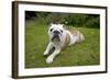 BullLaying in Garden-null-Framed Photographic Print