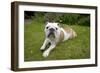 BullLaying in Garden-null-Framed Photographic Print