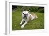 BullLaying in Garden-null-Framed Photographic Print