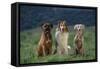 Bullmastiff, Collie and Weimaraner in Field-DLILLC-Framed Stretched Canvas