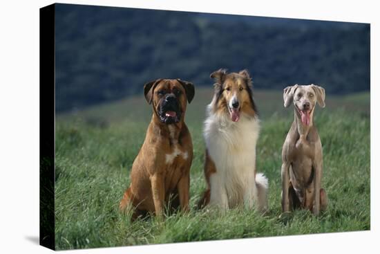 Bullmastiff, Collie and Weimaraner in Field-DLILLC-Stretched Canvas