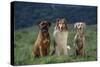 Bullmastiff, Collie and Weimaraner in Field-DLILLC-Stretched Canvas