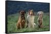 Bullmastiff, Collie and Weimaraner in Field-DLILLC-Framed Stretched Canvas