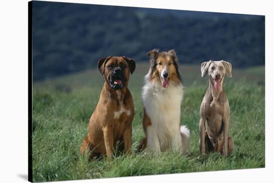 Bullmastiff, Collie and Weimaraner in Field-DLILLC-Stretched Canvas