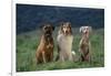 Bullmastiff, Collie and Weimaraner in Field-DLILLC-Framed Photographic Print