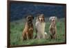 Bullmastiff, Collie and Weimaraner in Field-DLILLC-Framed Photographic Print