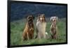 Bullmastiff, Collie and Weimaraner in Field-DLILLC-Framed Photographic Print