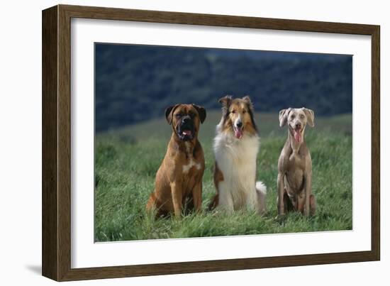 Bullmastiff, Collie and Weimaraner in Field-DLILLC-Framed Photographic Print