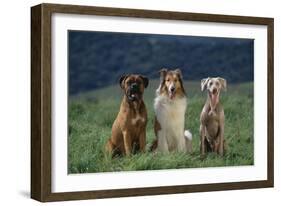 Bullmastiff, Collie and Weimaraner in Field-DLILLC-Framed Photographic Print