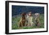 Bullmastiff, Collie and Weimaraner in Field-DLILLC-Framed Photographic Print